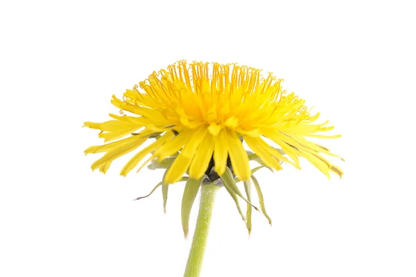 Dandelion แยกกันบนพื้นหลังสีขาว — ภาพถ่ายสต็อก