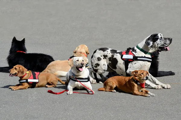 Meer therapie hond rusten — Stockfoto