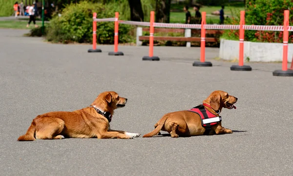Två hundar vilar i asfalten — Stockfoto
