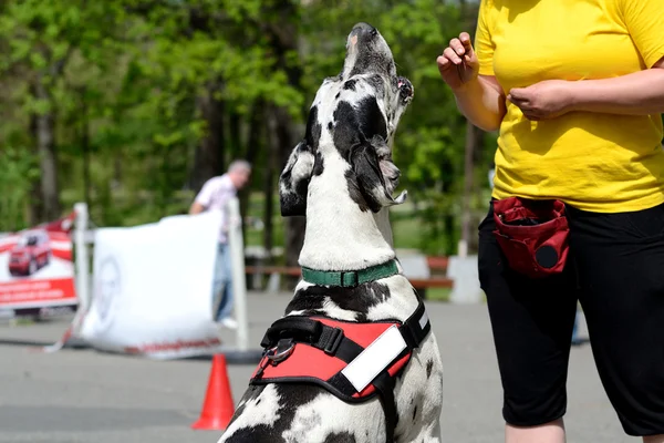 Gran danés perro entrenamiento — Foto de Stock