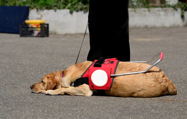 Guia cão descansando — Fotografia de Stock