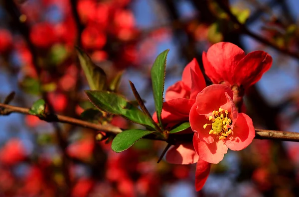 Rote Blüte, Nahaufnahme — Stockfoto
