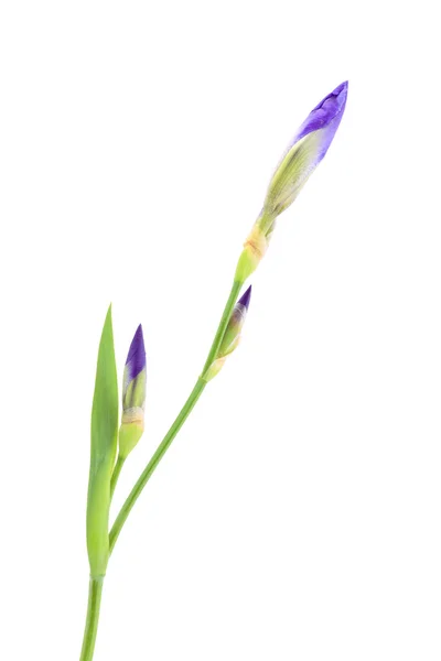 Iris bud isolated — Stock Photo, Image