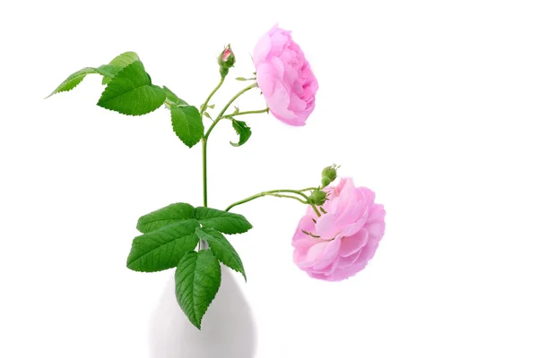 Gül çiçek üzerinde beyaz izole — Stok fotoğraf