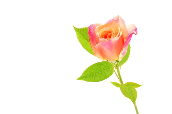 Růže, samostatný — Stock fotografie