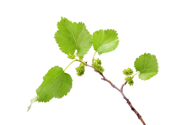 Unripe mulberries branch isolated — Stock Photo, Image