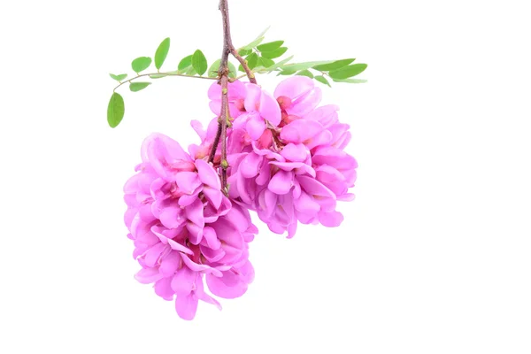 Pink acacia flower isolated — Stock Photo, Image