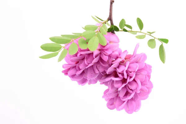 Rosa Akazienblüte isoliert — Stockfoto