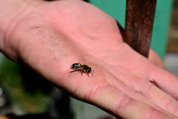 Včela na lidské dlani — Stock fotografie