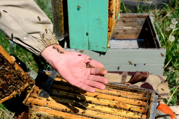 Пчеловод и его пчёлы — стоковое фото