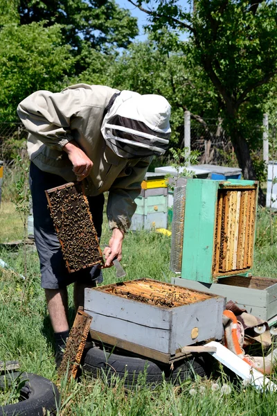 Bijenhouder aan het werk — Stockfoto