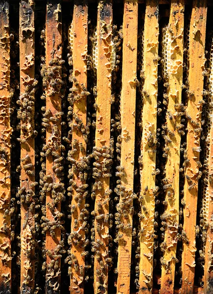Αποικία μελισσών — Φωτογραφία Αρχείου