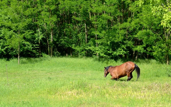 Cheval dans la prairie — Photo