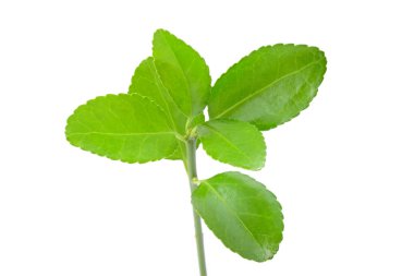 taze yeşil yaprakları beyaz izole