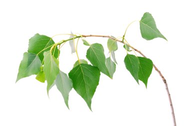 taze yeşil yaprakları beyaz izole