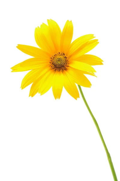 Hermosa flor amarilla aislada sobre fondo blanco — Foto de Stock