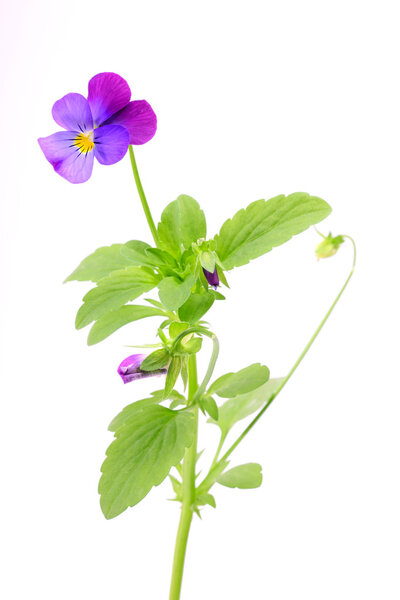 Viola tricolor isolated on a white