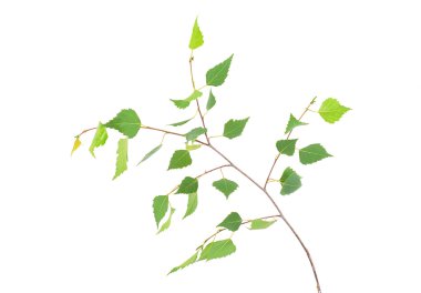 izole şube genç bahar huş ağacı yaprakları