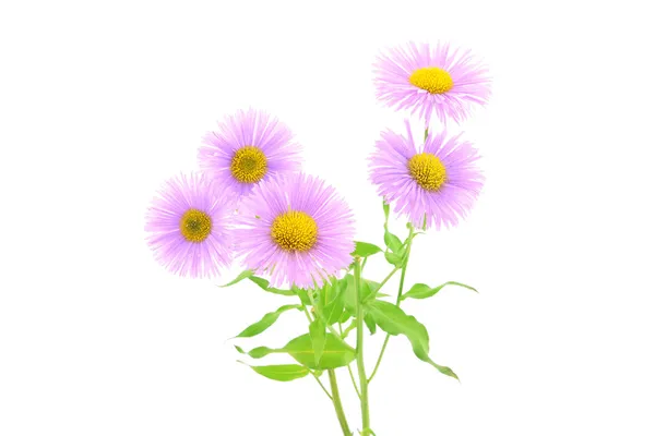 Flor de crisântemo rosa em um fundo branco — Fotografia de Stock