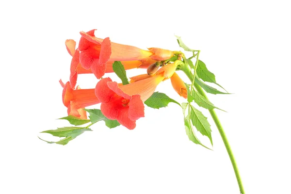 Schöne orangefarbene Trompetenblume isoliert auf einem weißen — Stockfoto