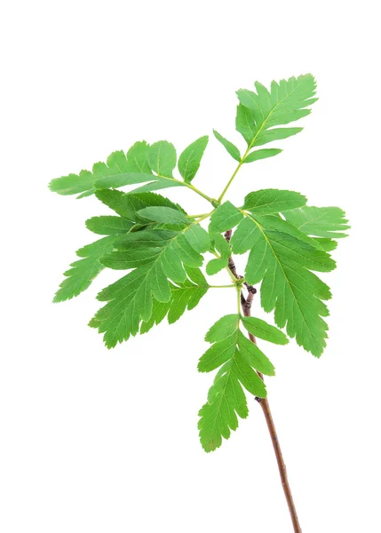 Young spring leaves on the branch isolated — Stock Photo, Image