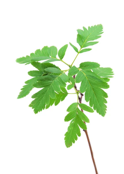 Jeunes feuilles printanières sur la branche isolée — Photo