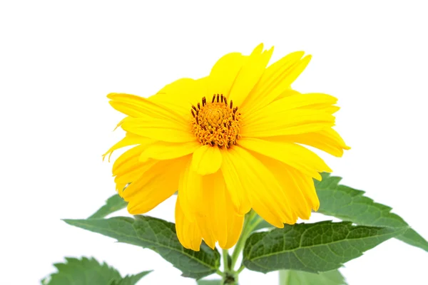 Žlutý květ izolované na bílém pozadí — Stock fotografie