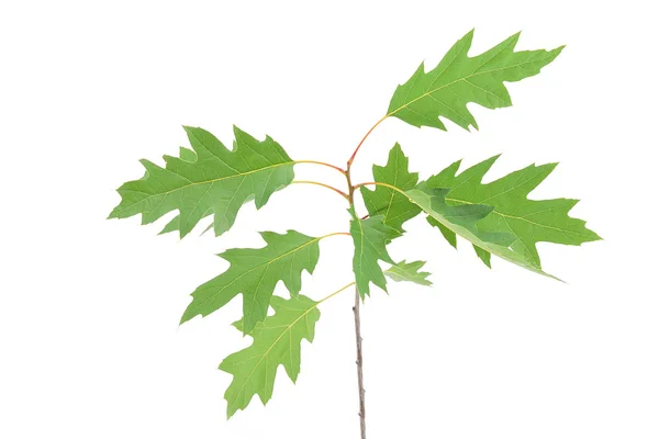 Young spring leaves on the branch isolated — Stock Photo, Image