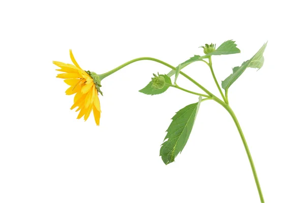 Bela flor de laranja isolada em um branco — Fotografia de Stock