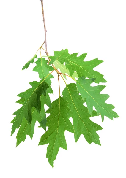 Foglia di quercia verde isolata su bianco — Foto Stock