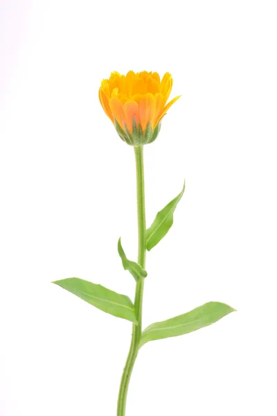 Bela flor de laranja isolada em um branco — Fotografia de Stock