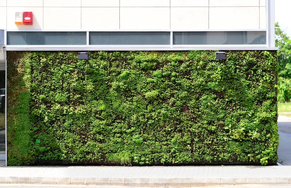 Edificio de pared verde —  Fotos de Stock