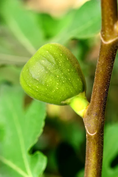 Unripe figs on the tree — Stock Photo, Image