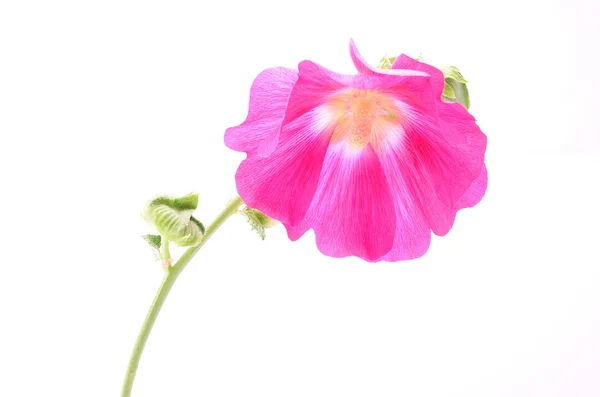 Roze bloem geïsoleerd op witte achtergrond — Stockfoto