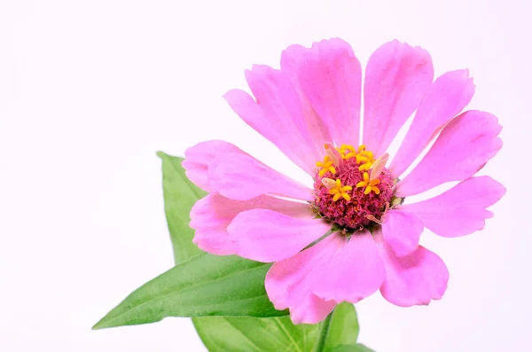 Roze bloem geïsoleerd op witte achtergrond — Stockfoto