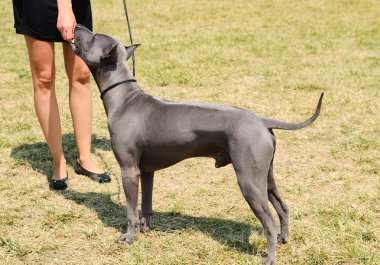 Köpek, sahibinin elinden yiyor