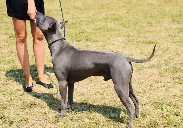 Köpek, sahibinin elinden yiyor