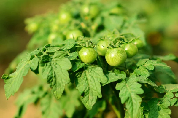 Zelená nezralá rajčata rostou — Stock fotografie