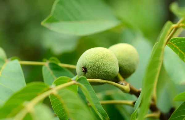 Green walnuts on a tree branch — Stock Photo, Image