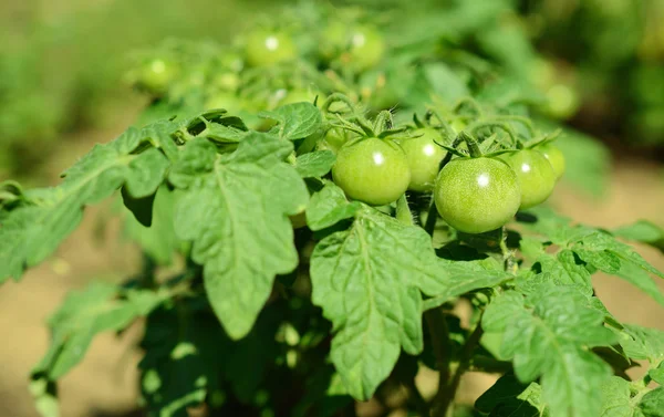 I pomodori acerbi verdi crescono — Foto Stock