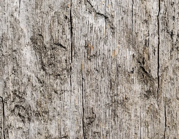 栎树的木纹理 — 图库照片