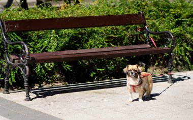 Pekingese köpek sahibi için bekleyen hayvan zinciri.