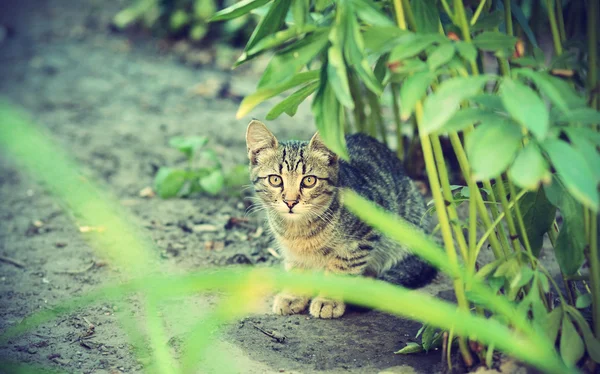 Schüchterne junge Katze, schau in die Kamera, unter dem Busch — Stockfoto