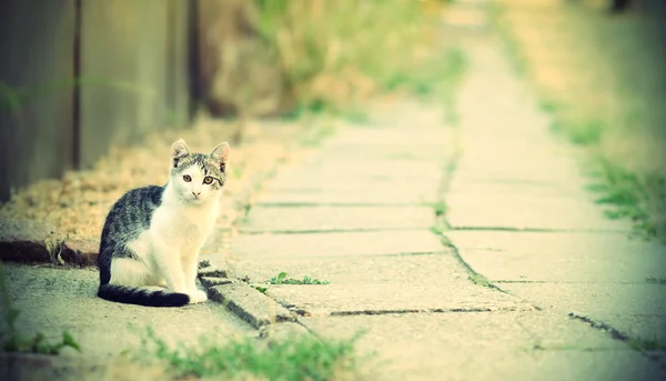 美丽的小猫坐在路旁，葡萄酒 — 图库照片