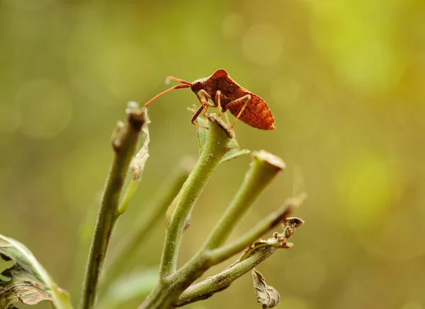 Smradlavého chrobáka v zahradě — Stock fotografie