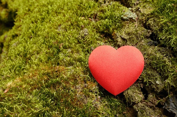 Forma do coração em um fundo de musgo — Fotografia de Stock