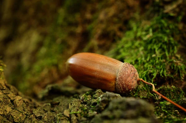 Oak acorn on mossy tree — Stock Photo, Image