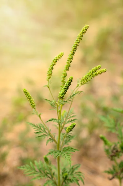 Jätte ragweed blommor — Stockfoto