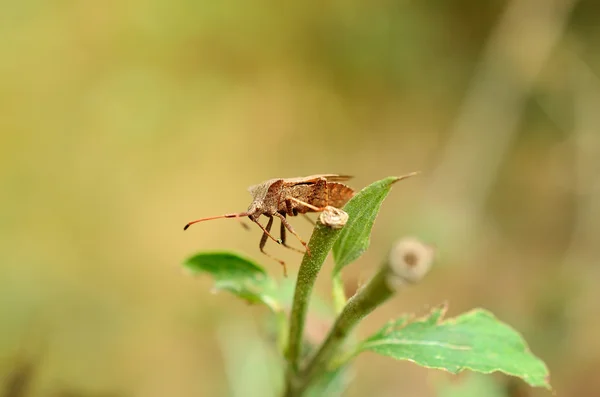 Büdös bogár a kertben — Stock Fotó