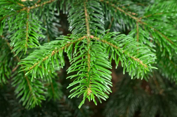 Green pine branch in spring — Stock Photo, Image